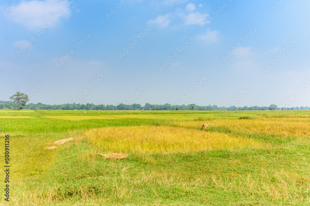 landscape of agricultural paddy (rice) farm fields in the rural parts of India
