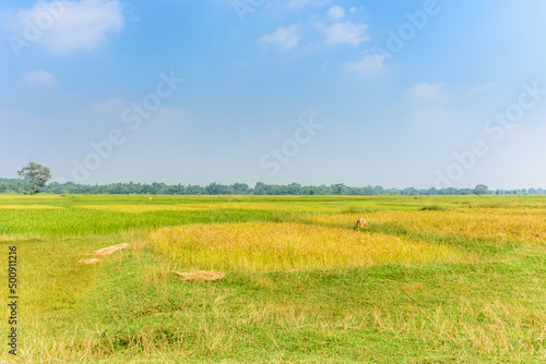 landscape of agricultural paddy (rice) farm fields in the rural parts of India 