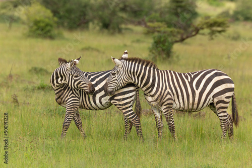 Two zebras standing next to each other on the grass in the bush. One zebra has head turned back to other. African wildlife safari in Masai Mara  Kenya