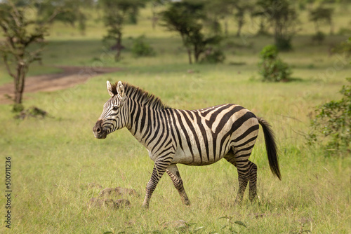 Zebra walking in the bush on grass. African wildlife safari in Masai Mara  Kenya