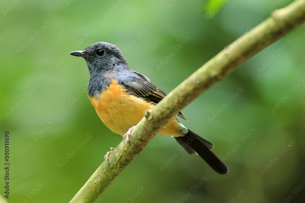 A female White-rumped Shama perching on branch, Copsychus malabaricus. A female White-rumped Shama perching on branch, Copsychus malabaricus.