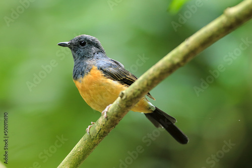 A female White-rumped Shama perching on branch, Copsychus malabaricus.