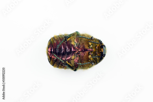 Cetonia aurata beetle, white background, ventral view