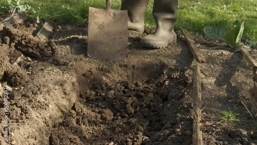 Wallpaper Mural Big close-up of a caucasian female digging a trench with a garden spade in her kitchen garden or back yard, piling the soil to the side, for vegetable planting. Torontodigital.ca