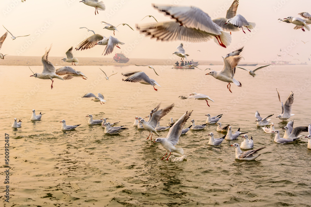 Migratory seagulls on the holy Ganges river in Varanasi, India
