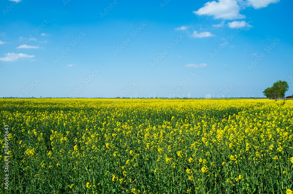 Field with flowering mustard plant. Beautiful rural landscape. Yellow flowers of sinapis used as green manure in agriculture against the sky.