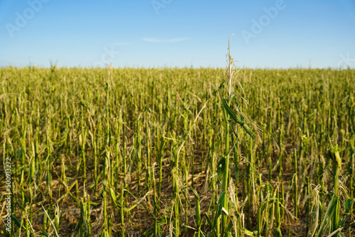 Massive storm damages in a cornfield