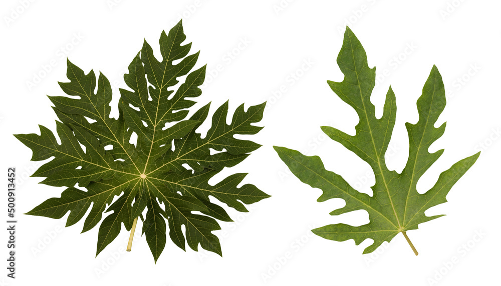Papaya leaves isolated on white background with clipping path. Papaya leaves isolated on white background with clipping path.