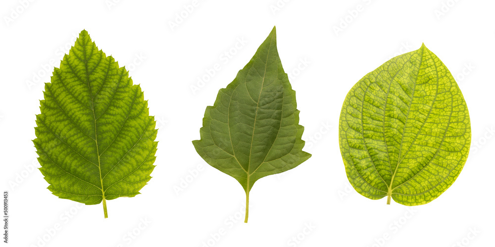 Fresh leaves isolated on white background with clipping path. Fresh leaves isolated on white background with clipping path.