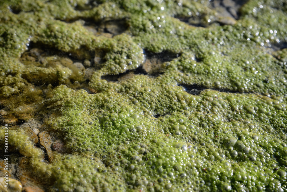 Closeup view of green moss in river water on sunny day Closeup view of green moss in river water on sunny day