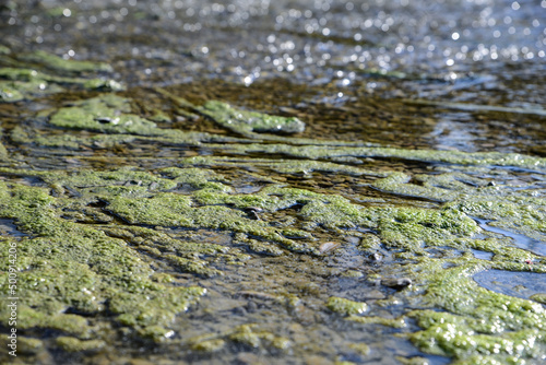 Green moss in river water on sunny day