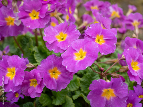 young primula flowers in the spring