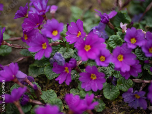 young primula flowers in the spring