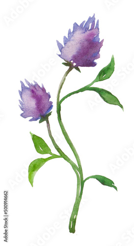 Watercolor flower of a red clover clover with leaves and a stem close-up isolated on a white background