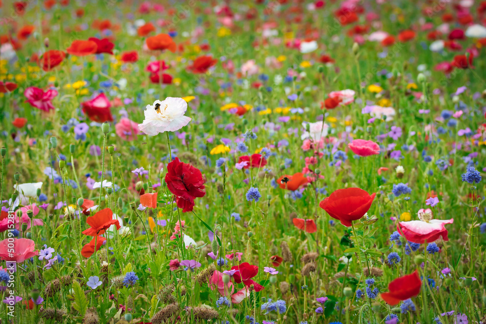 Obraz premium A beautiful flower field with a variety of colorful field flowers.