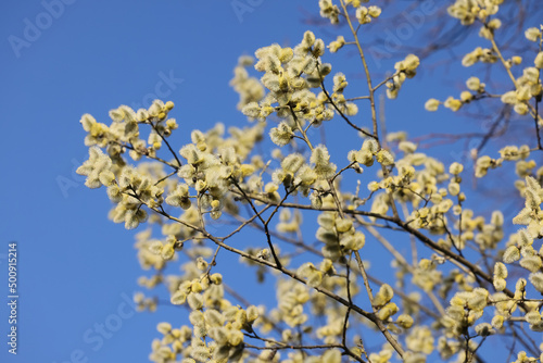 spring trees in blossom on blue sky clear background