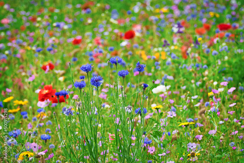 Beautiful bluebottles in a flower field with red poppies and other field flowers.