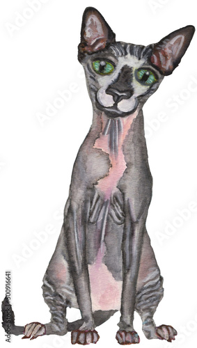Art with a sitting Sphynx cat. Hairless cat with a grey pink skin, green eyes. Used brush pens on watercolor paper. Background is removed, cat isolated. 2021 Mar © vedmalt
