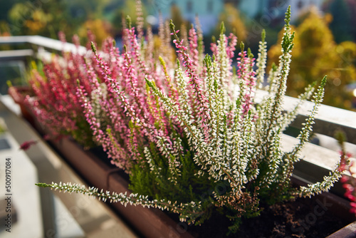 Closeup of fresh white and pink heather plant on a balcony