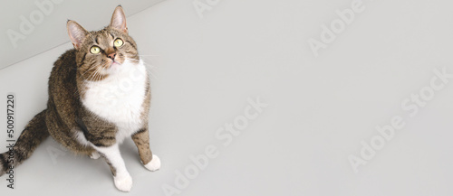 Stampa su tela Banner with shorthair domestic tabby cat sitting on a gray background and looking up