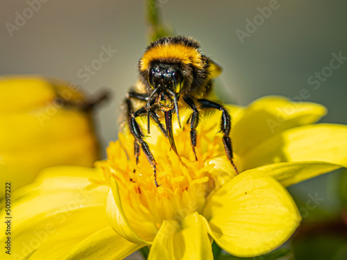 Bee © Gonzalo
