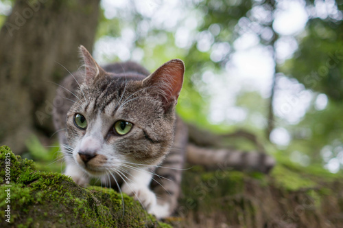 獲物を狙う日本の森に暮らす野良猫 © ryo96c