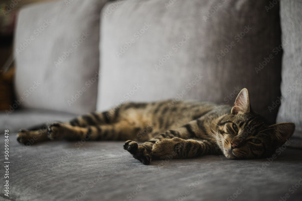Kot śpiący na kanapie w salonie - obrazy, fototapety, plakaty 