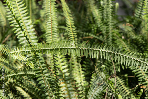 leaves plants fern as background