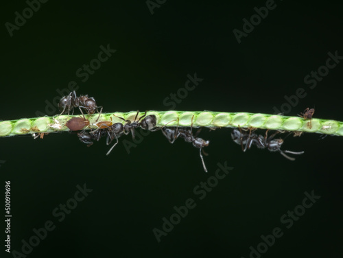 Fotobehang black garden ant colony on the grass