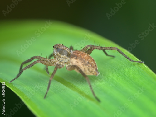 Pirate wolf spider on the grass from back view