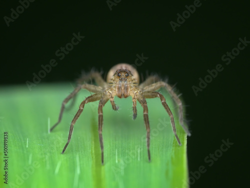 Pirate wolf spider on the grass