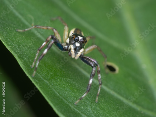 jumping spider on the leaf © abdul