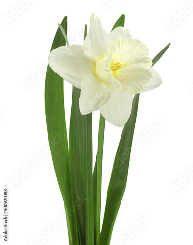 Narcissus flower on white