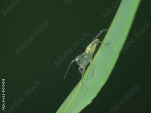 lynx spider juvenile on the grass
