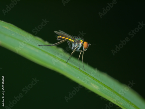 long legs fly on the grass © abdul