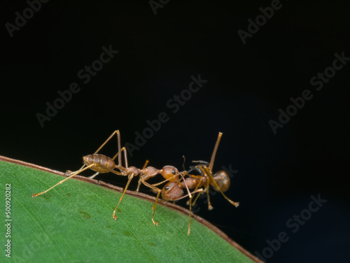 asian weaver ants bite other ant on the leaf © abdul