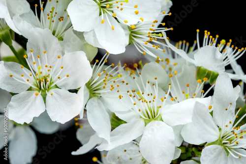 Fototapeta Naklejka Na Ścianę i Meble -  Spring white cherry flowers