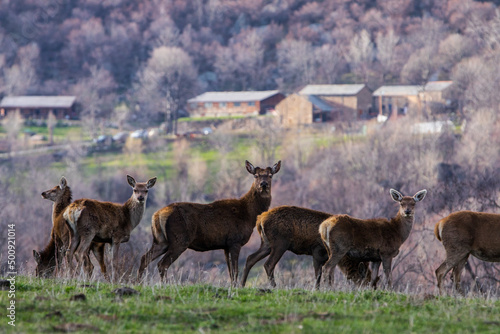 Sunset and deers in Capcir, Cerdagne, Pyrenees, France