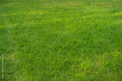 Unmowed natural grass field in nature, top view, no people