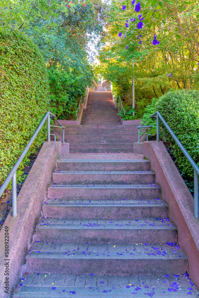 Straight concrete staircase with fallen petals from the flowering trees at San Francisco, California