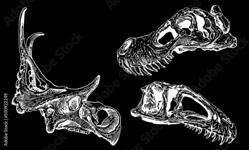 Graphical skull of tyrannosaurus and triceratops isolated on black,vector elements