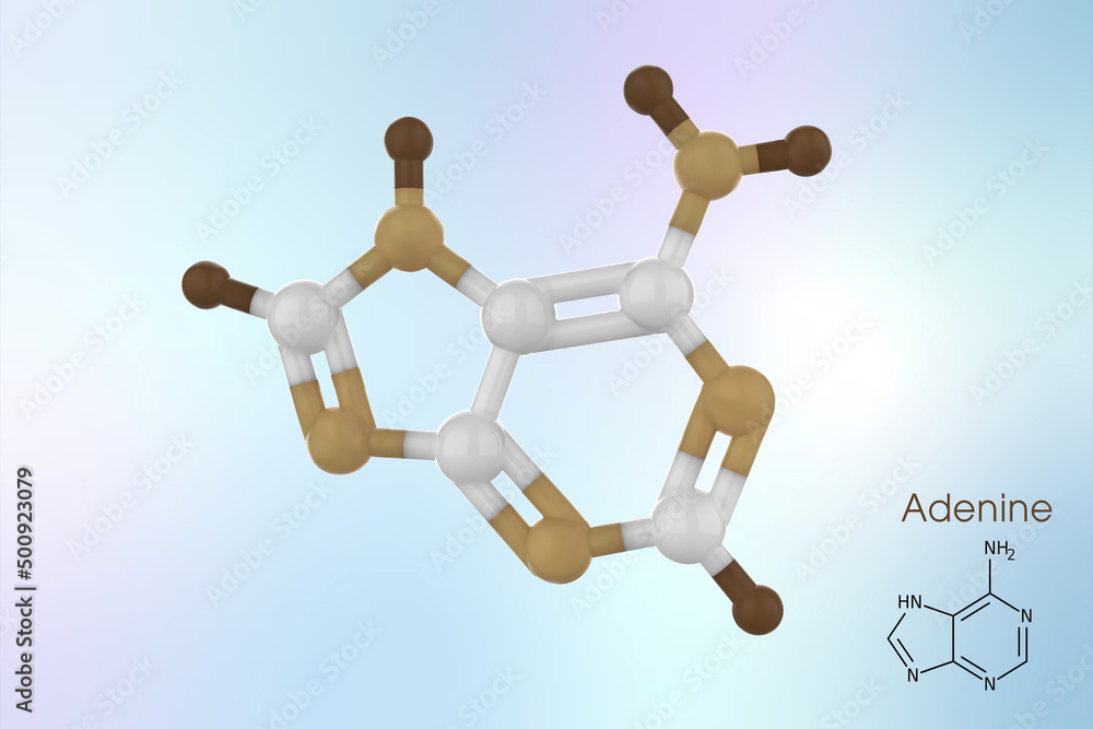 Adenine is a nucleobase, a purine derivative. It is one of the four nucleobases in the nucleic acid of DNA. 3d illustration of adenine atom Adenine is a nucleobase, a purine derivative. It is one of the four nucleobases in the nucleic acid of DNA. 3d illustration of adenine atom