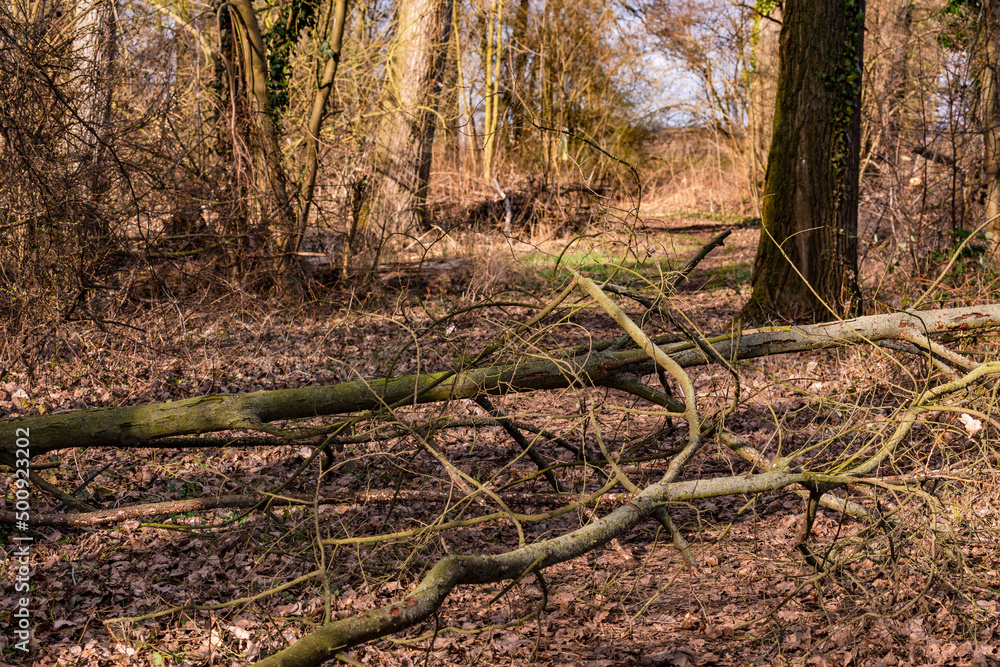 A strong hurricane simply broke off branches of a large tree and blocked a forest path A strong hurricane simply broke off branches of a large tree and blocked a forest path