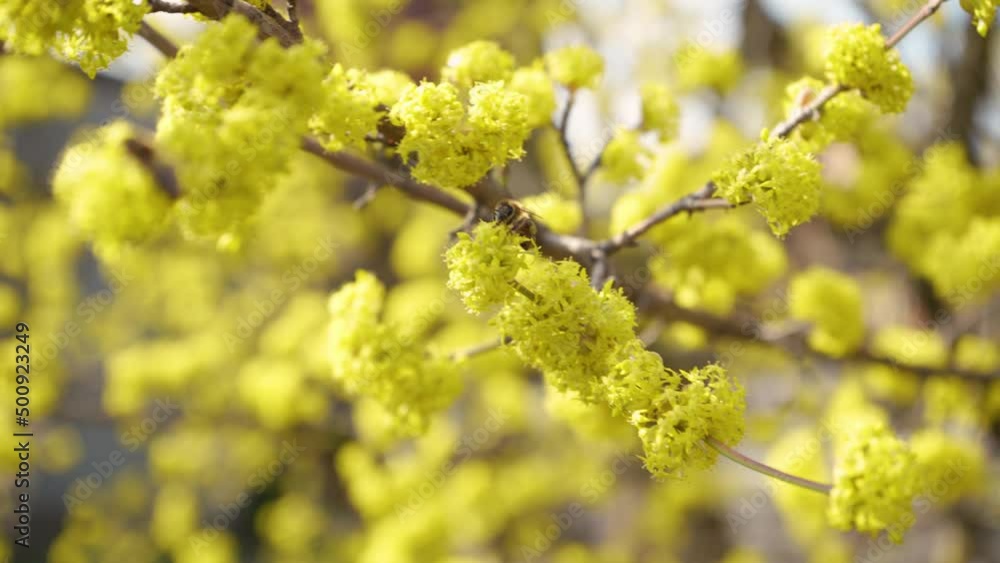 Honey bees collect nectar in Dogwood or european cornel tree branches