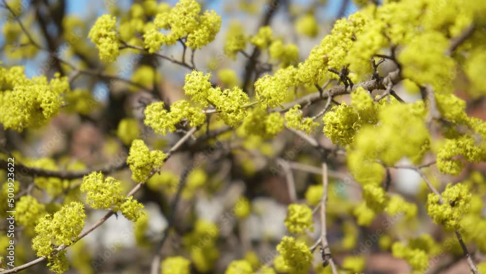 Honey bees collect nectar in Dogwood or european cornel tree branches