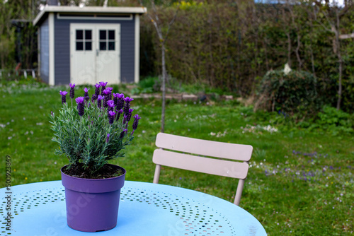 chair and table with lavender in a garden with small cottage