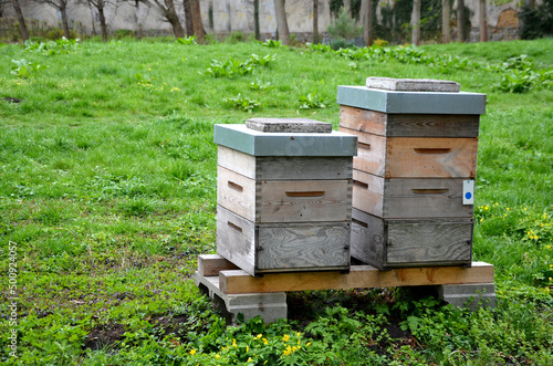 all-wood pine wood hives connected by a serrated joint. roof of galvanized sheet metal in the park under the hazel bushes. the beekeeper has the color of the queen bee marking on the hive