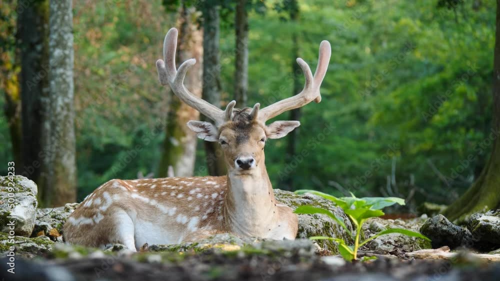 Young male fallow deer in natural environment. Deer Dama dama. Vision Park in Auberive region, France. Slow motion Young male fallow deer in natural environment. Deer Dama dama. Vision Park in Auberive region, France. Slow motion