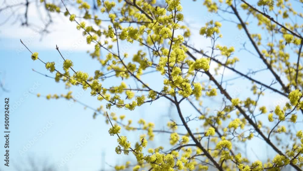 Honey bees collect nectar in Dogwood or european cornel tree branches springtime in bloom, Cornelian cherry with yellow flowers in sunlight. 4K close-up. Polination of tree flowers