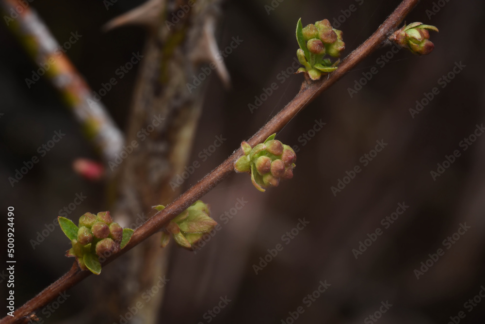 flower buds flower buds